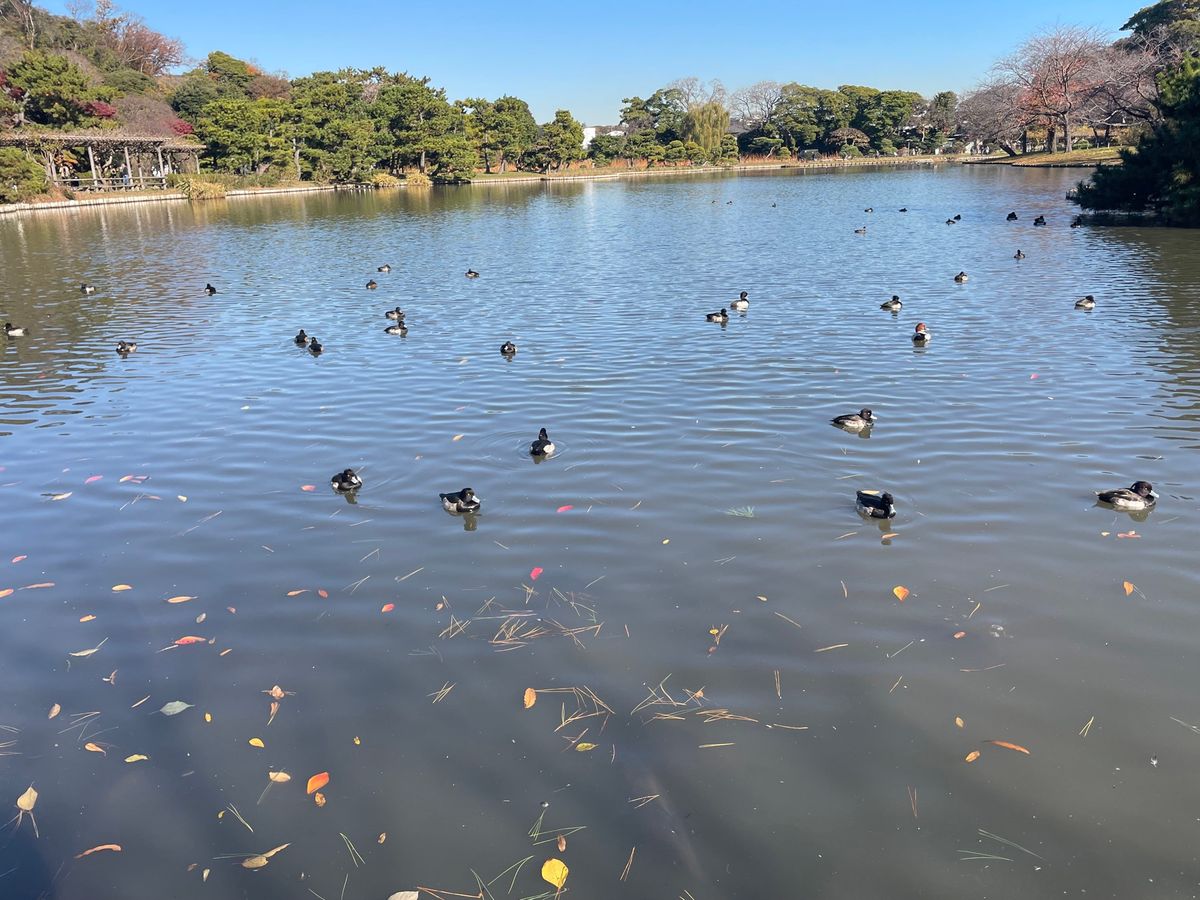 三溪園の池にはカワセミやカモがいました。
