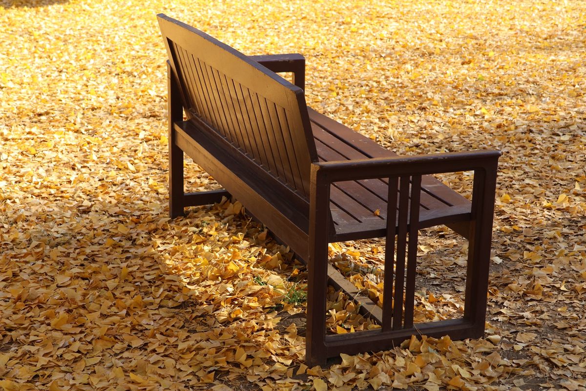 ベンチの周りは黄色の絨毯