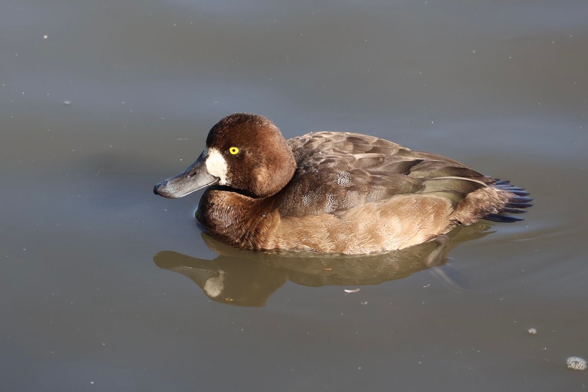 三溪園の池にはカワセミやカモがいました。