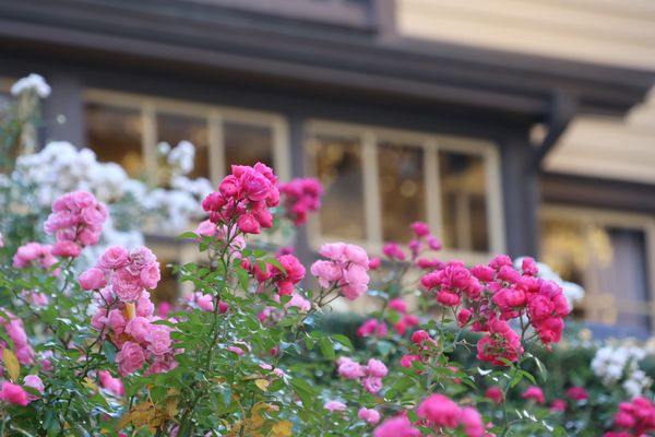 日本・神奈川県「横浜紅葉・中華街」の写真：冬薔薇も綺麗ですね。