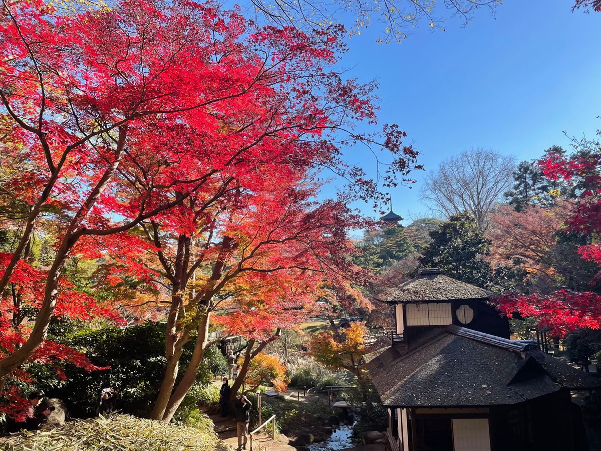 紅葉はピークを過ぎた感じでしたけど、まだまだ綺麗でした。