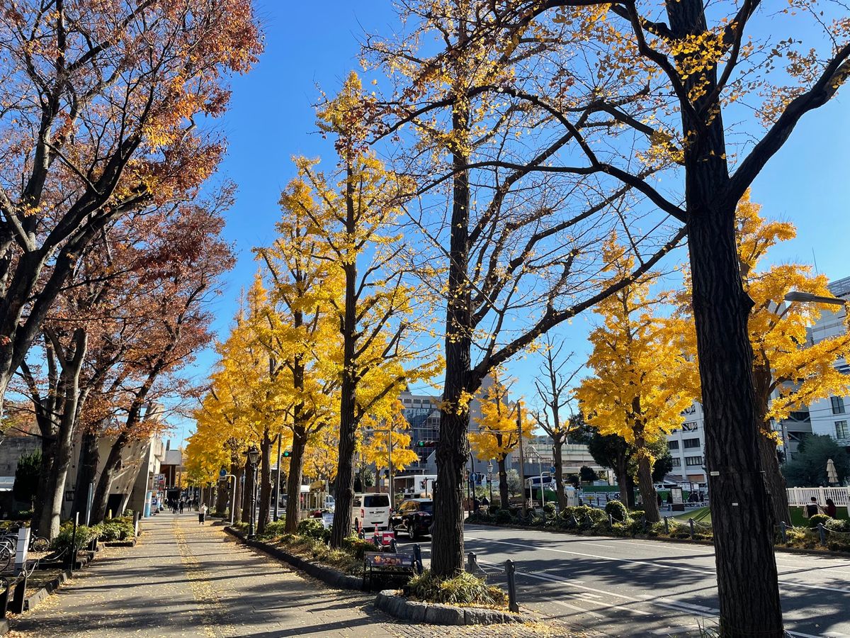 山下公園通りの銀杏並木は散り始めてました。