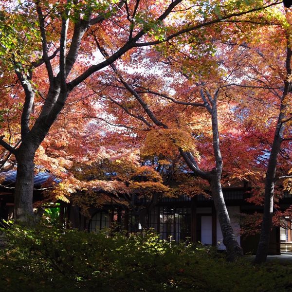 日本・京都「京都」の写真