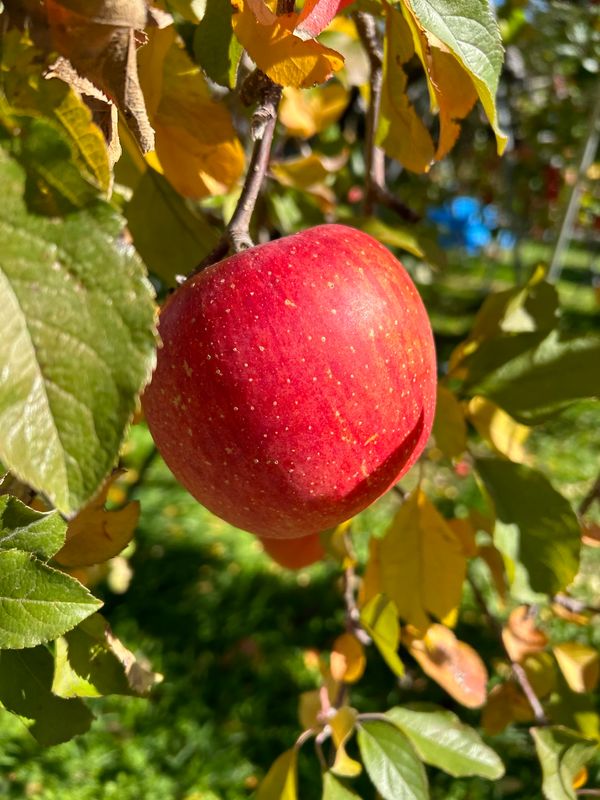 日本・長野「松川」の写真