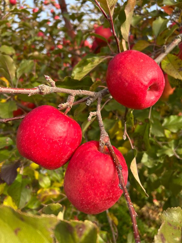 日本・長野「松川」の写真
