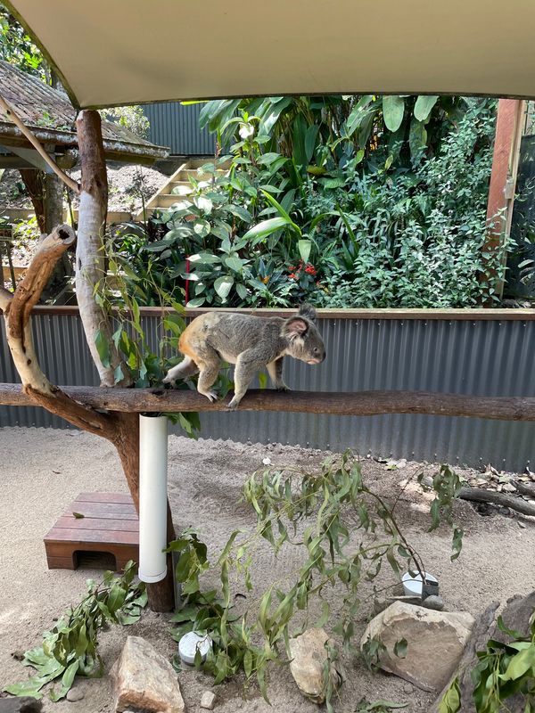 オーストラリア連邦・ケアンズ「オーストラリアへの旅行」の写真