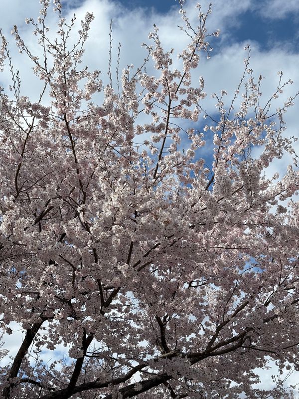 日本・群馬県「桜」の写真