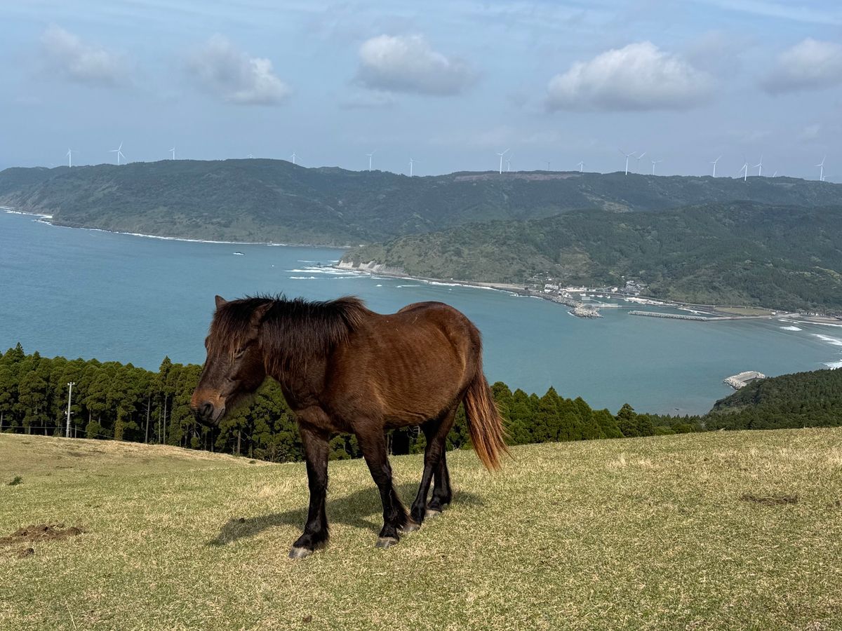 宮崎県　串間市
都井岬

野生の馬に癒された！！のんびりしていて、人が近寄...