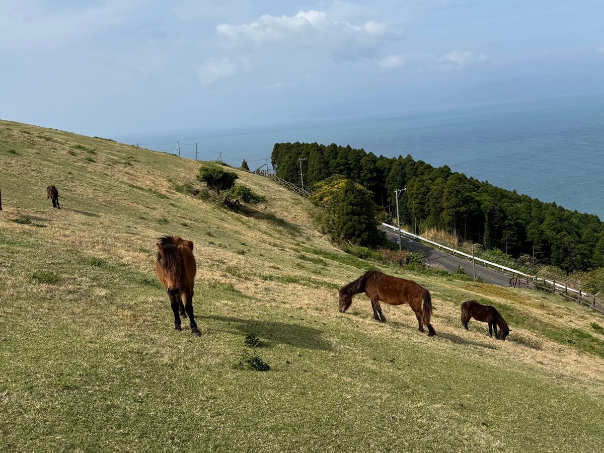 宮崎県　串間市
都井岬

野生の馬に癒された！！のんびりしていて、人が近寄...