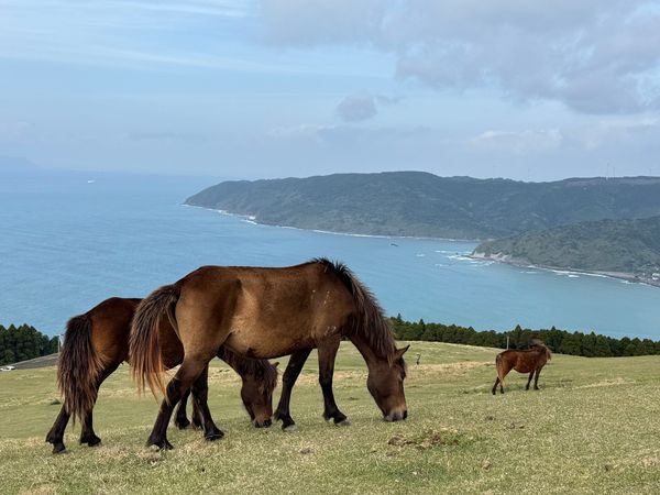 日本・日南市「のんびり気ままに宮崎旅」の写真：宮崎県　串間市
都井岬

野生の馬に癒さ...