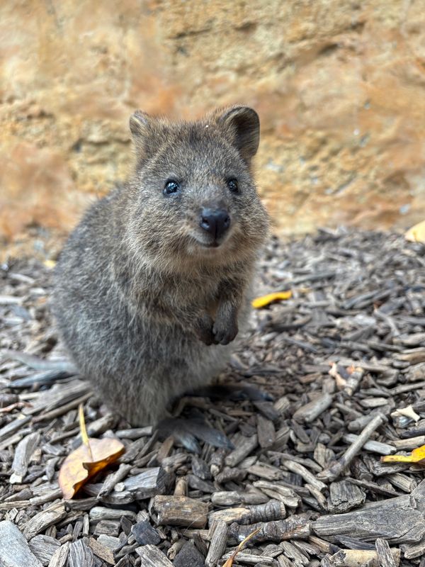 オーストラリア連邦・パース「パース」の写真