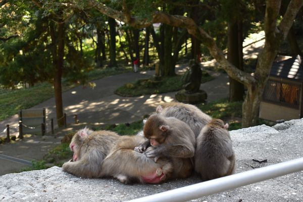 日本・大分県「大分県高崎山・杵築城」の写真