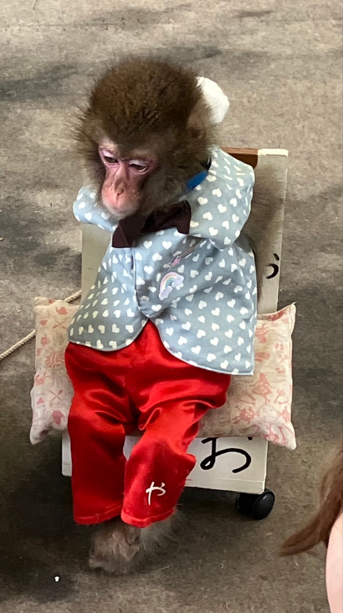 🐵お猿さんの芸