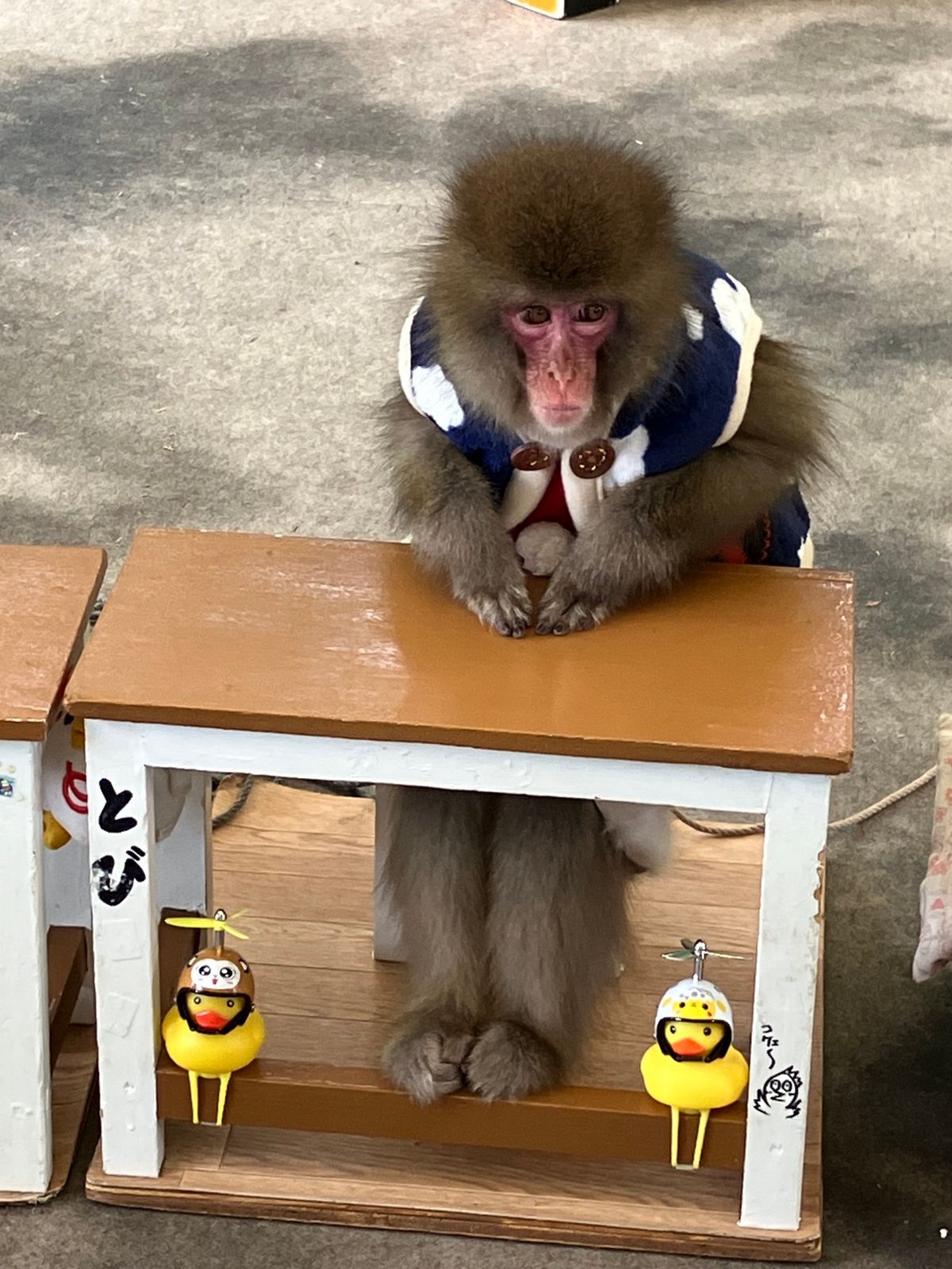 🐵お猿さんの芸
