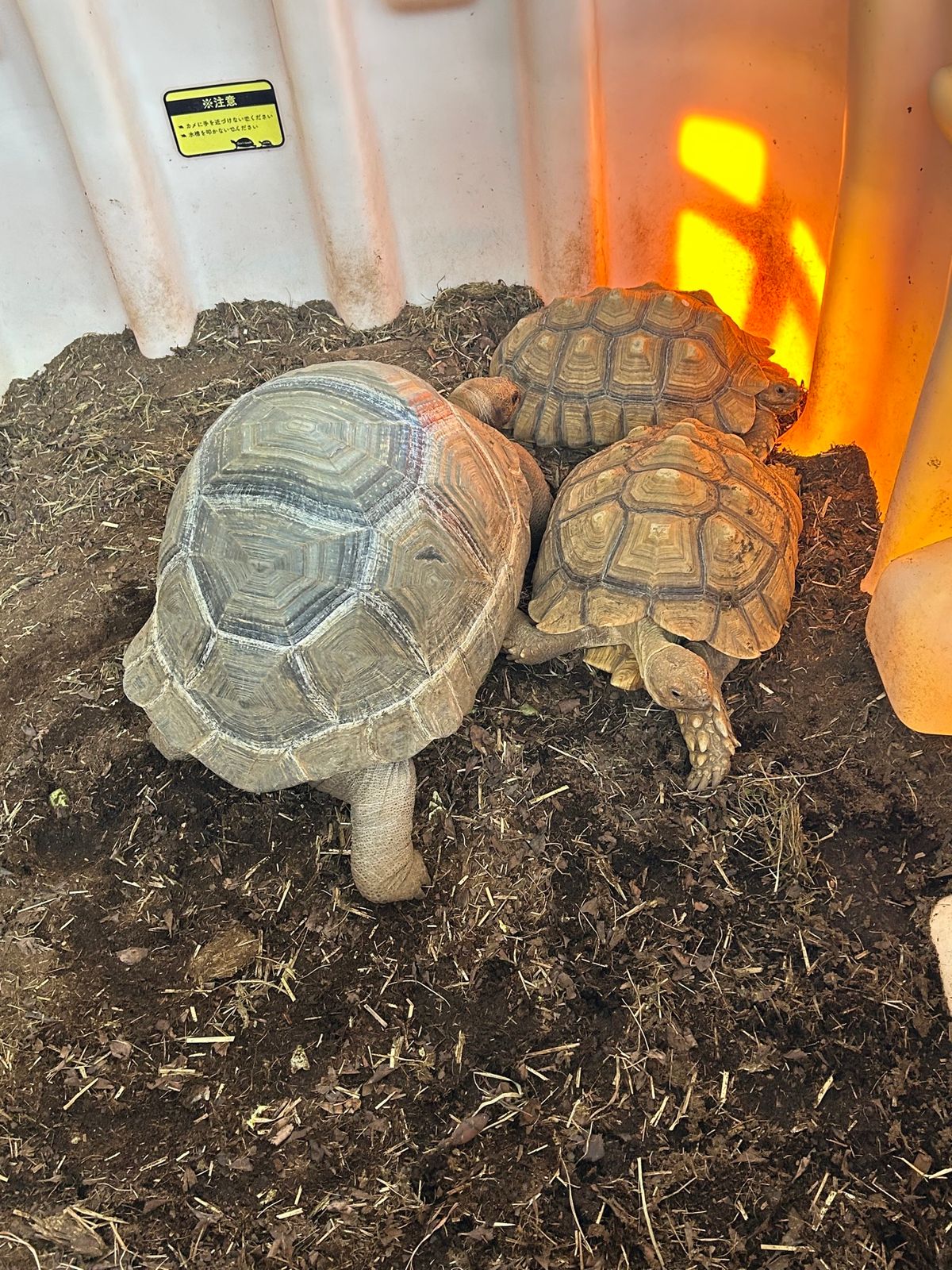 紀宝町、ウミガメ