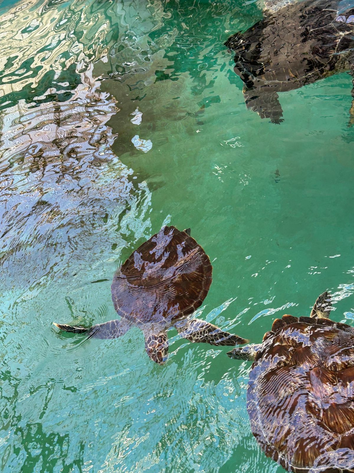 紀宝町、ウミガメ