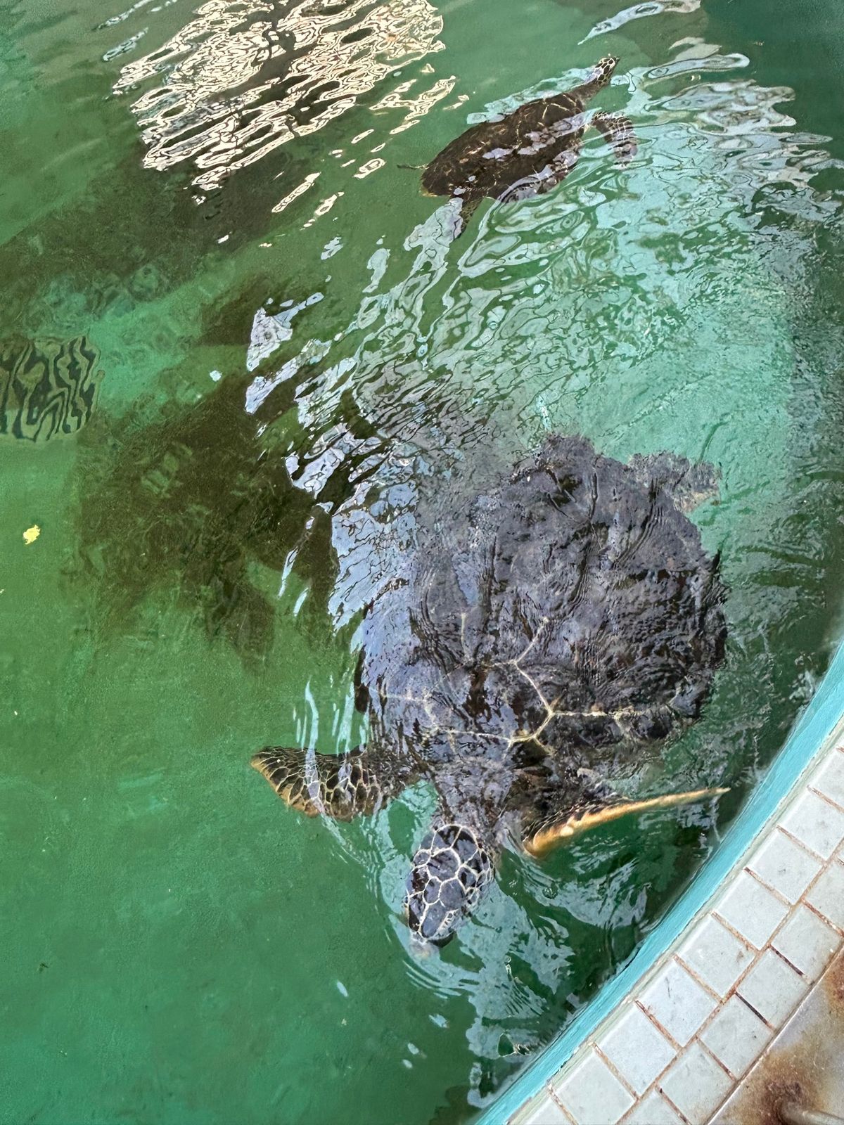 紀宝町、ウミガメ