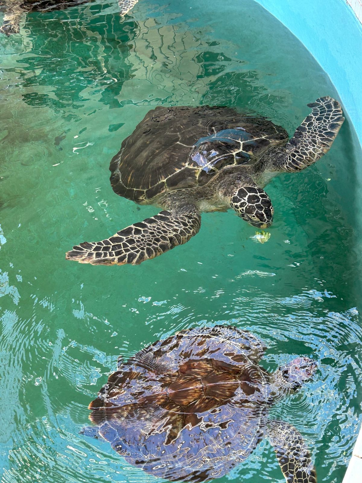 紀宝町、ウミガメ