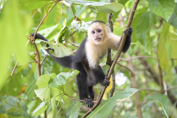コスタリカ・サンホセ、ハコ、マヌエルアントニオ、ロス・ケツァーレス、カウィータ「お猿の旅コスタリカ」の写真