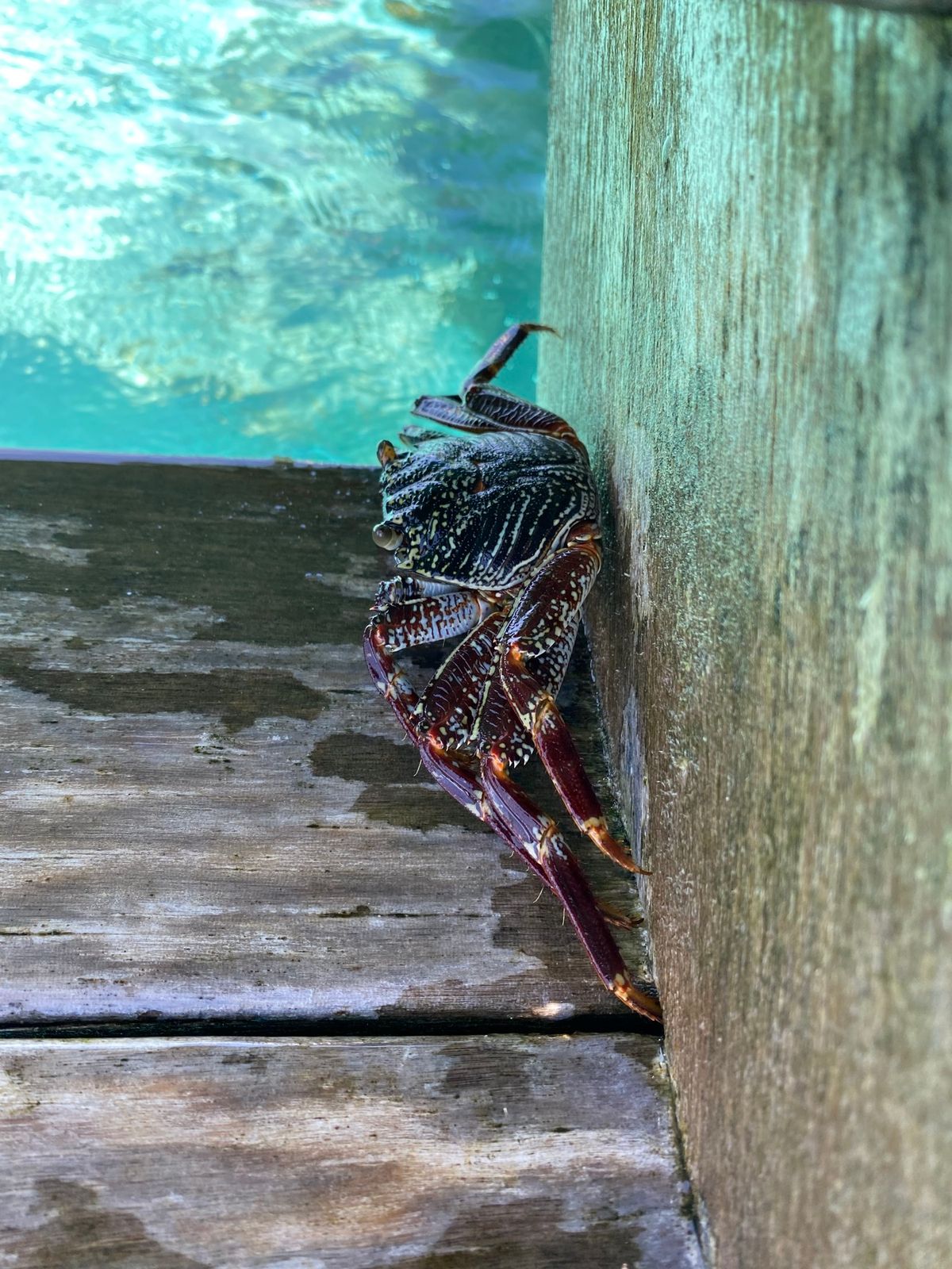 泊まってる水上コテージでchill🍷
何もしない贅沢！
何もしていないのに...