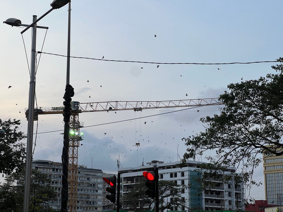 アビジャンの夕方の街歩き
コウモリの大群がすごいんです
西アフリカから新た...