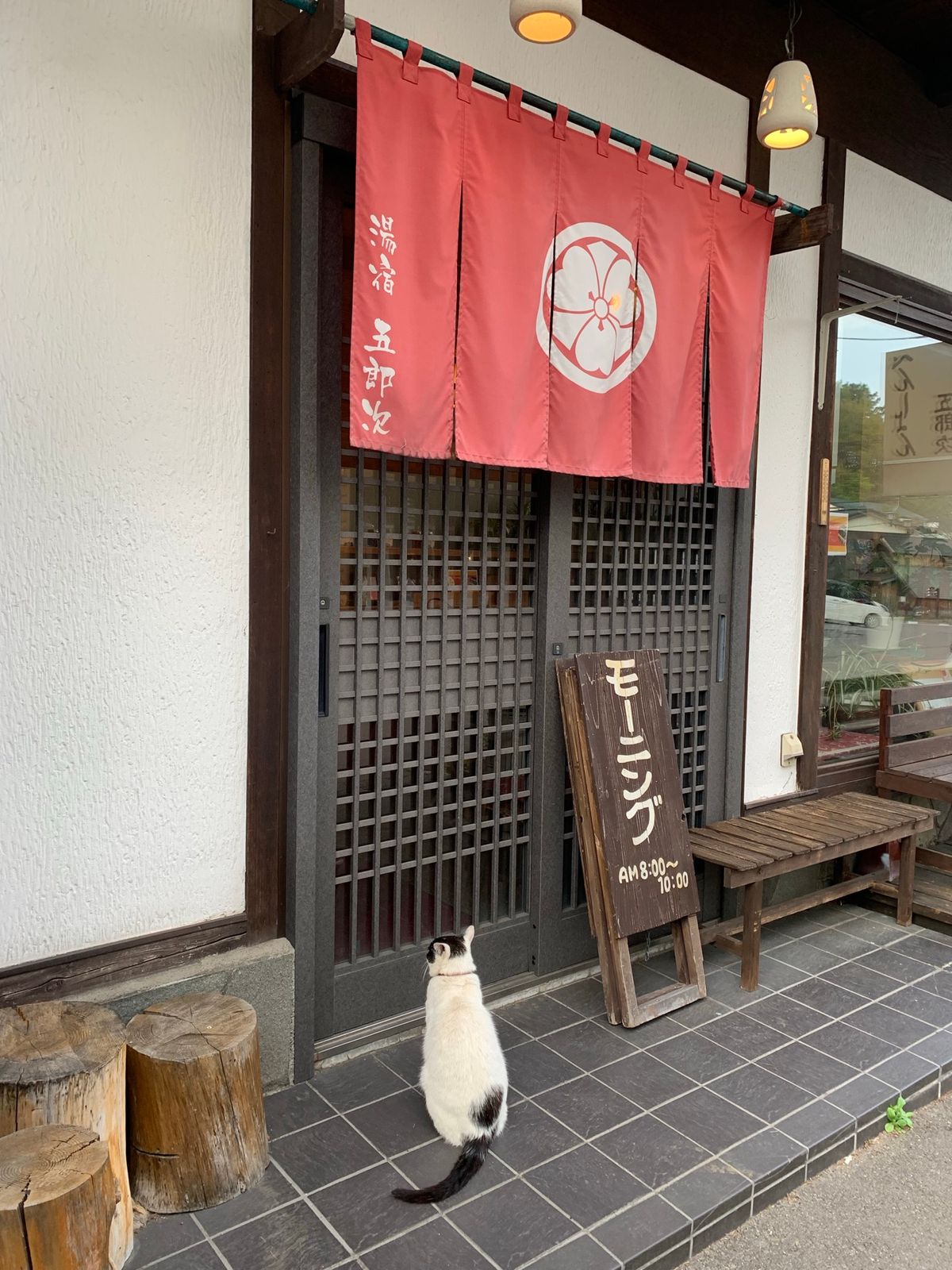 草津のまちにいたねこ