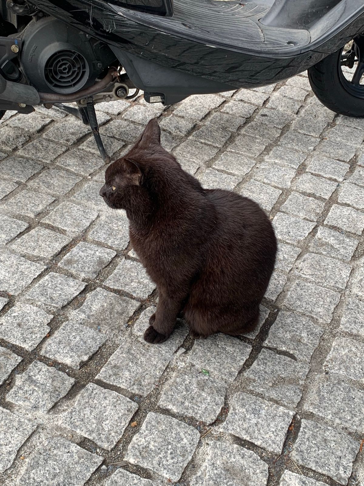 草津のまちにいたねこ