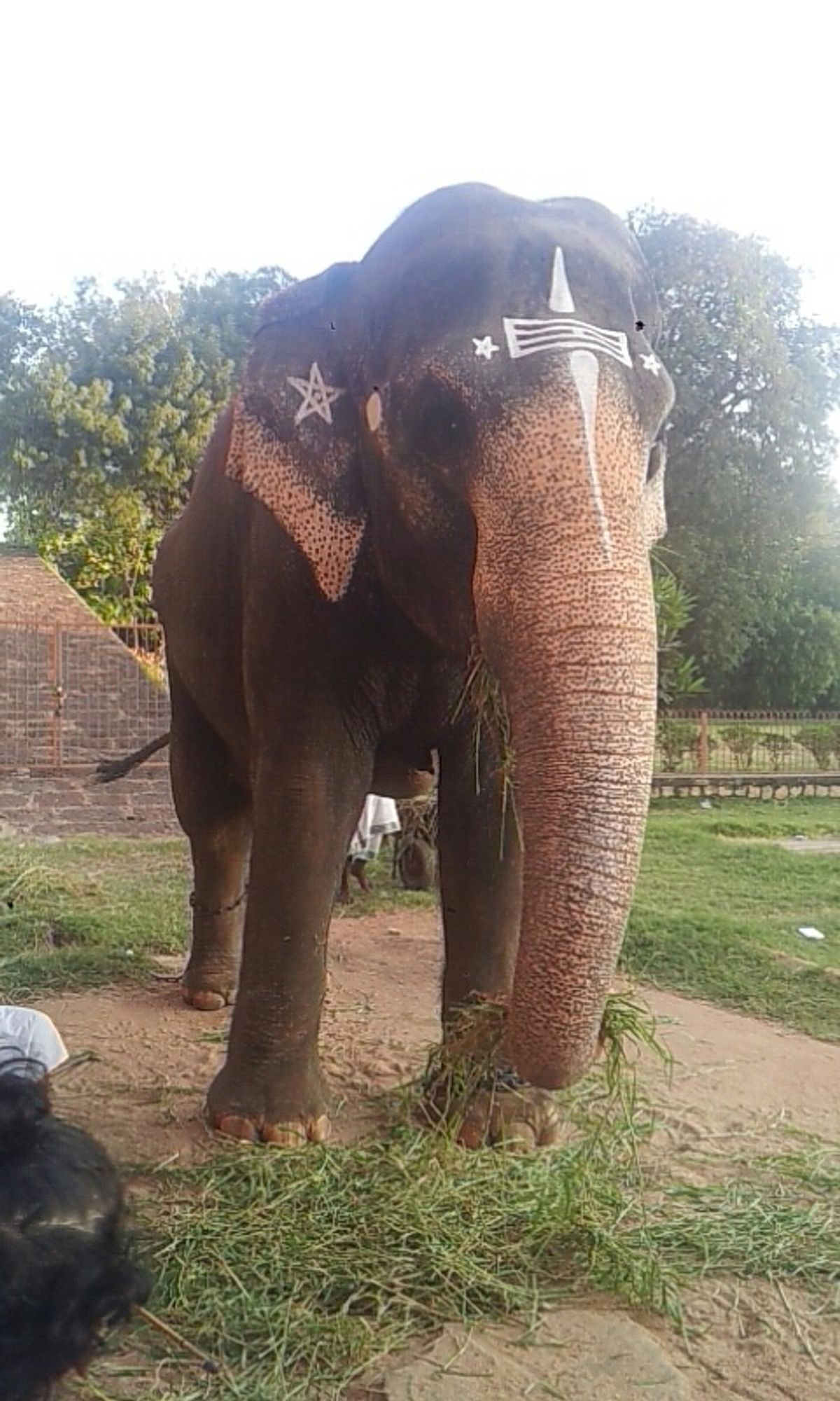 南インドの寺院と象🐘