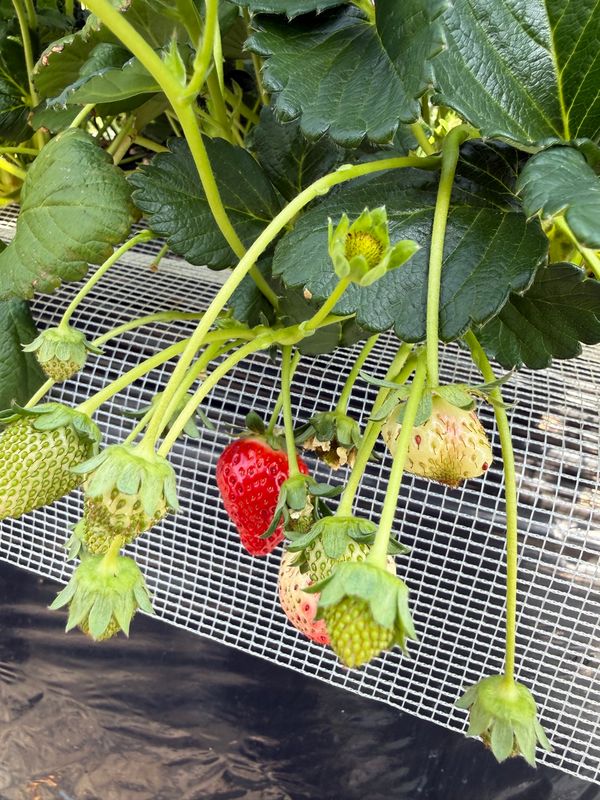 日本・栃木県「小山いちごの里でいちご狩りand佐野プレミアムアウトレット」の写真
