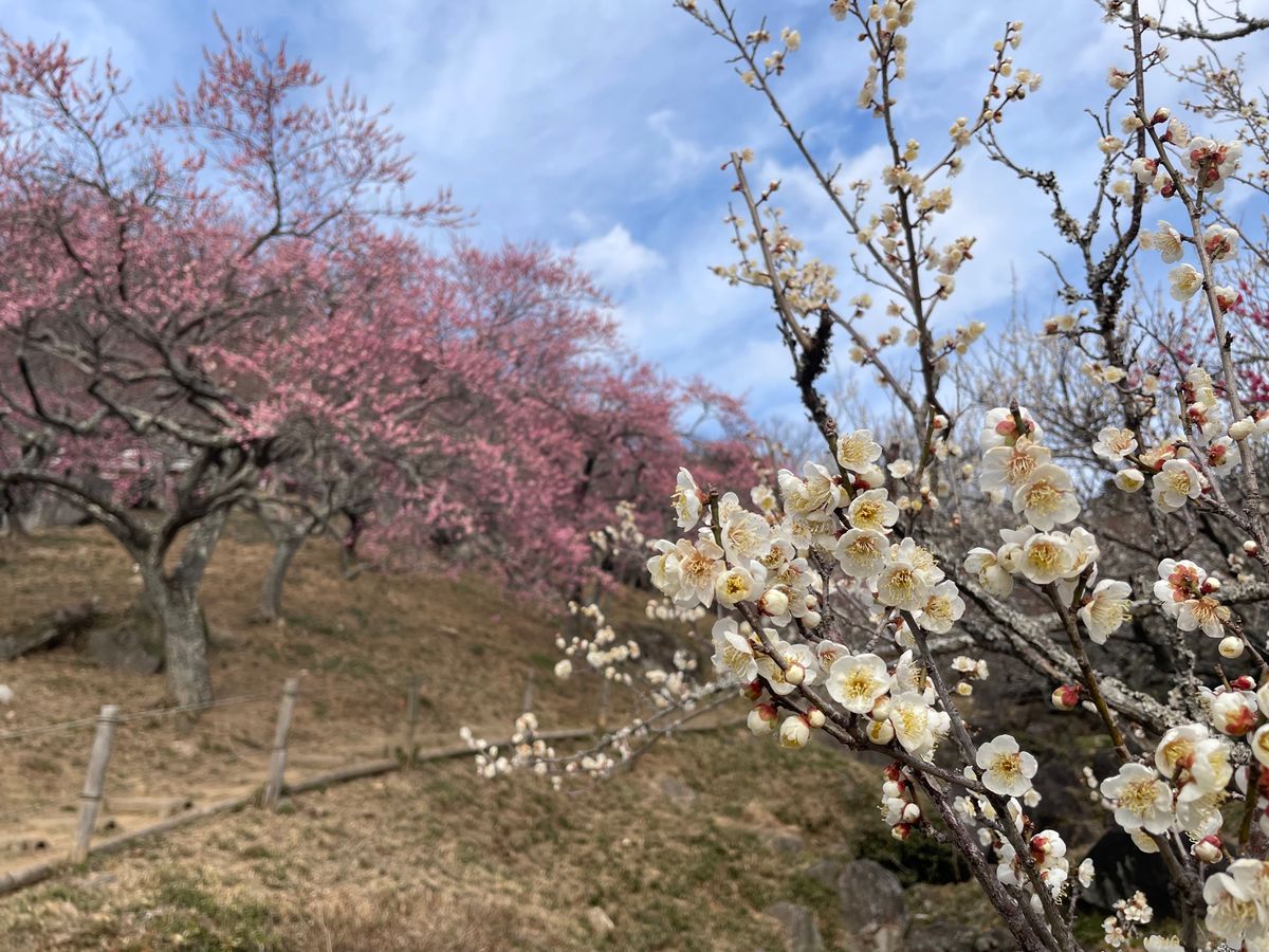 筑波山神社の近くにある梅林へ。まだ梅は咲き始め。今週末から梅まつりが始まる...