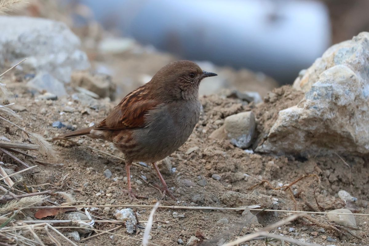 カヤクグリ、ミソサザイ、ウソにも会いました。