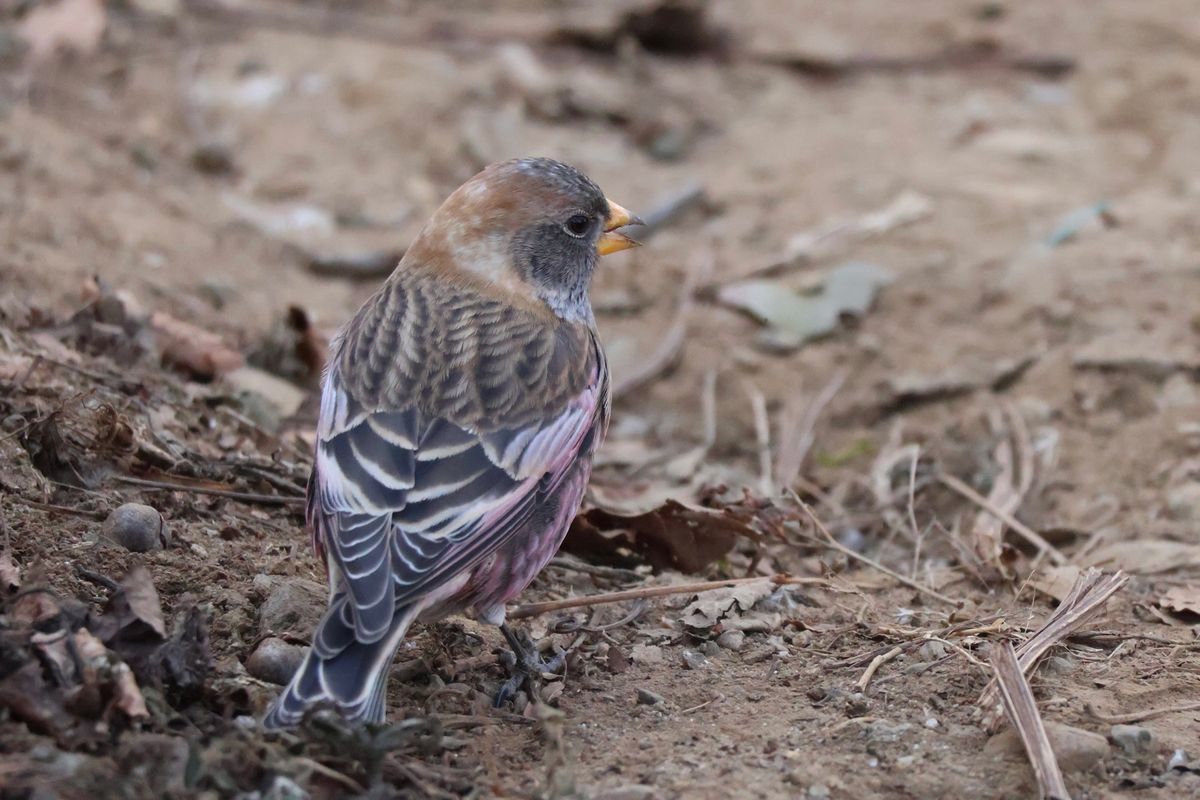 今回の目標はバードウォッチング。山頂でハギマシコに会いました。