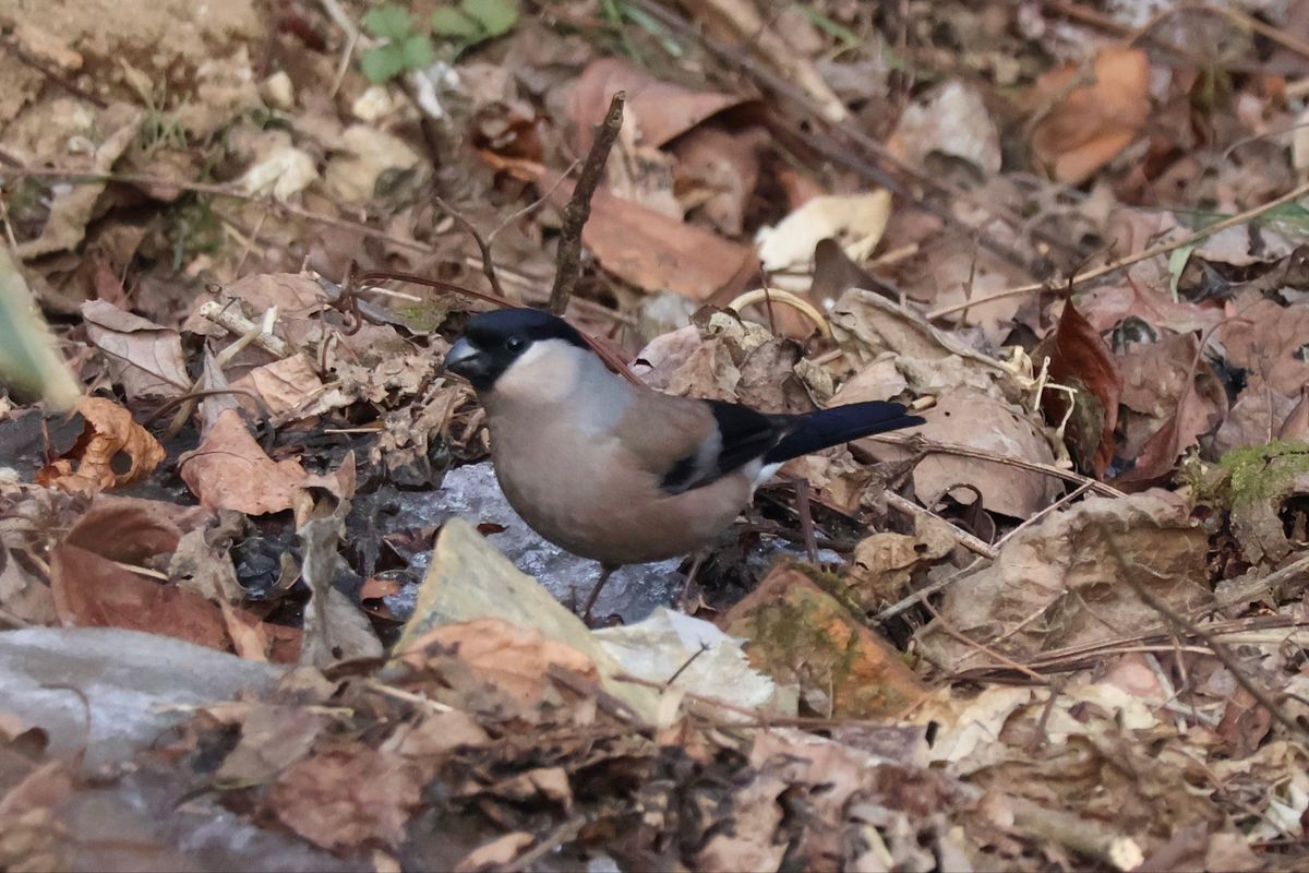 カヤクグリ、ミソサザイ、ウソにも会いました。
