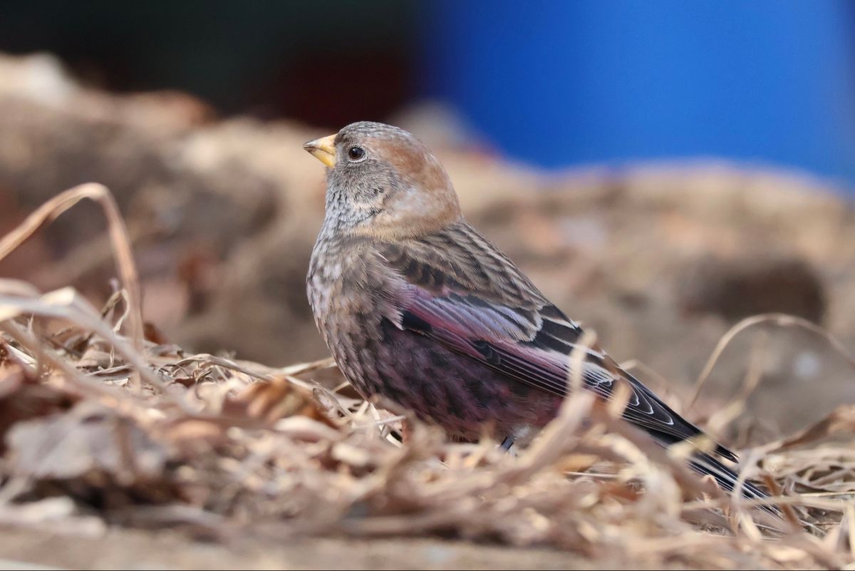 今回の目標はバードウォッチング。山頂でハギマシコに会いました。