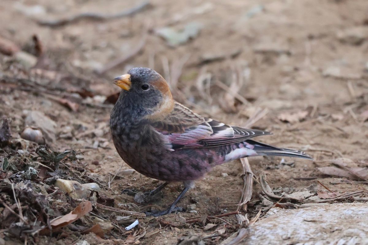 今回の目標はバードウォッチング。山頂でハギマシコに会いました。