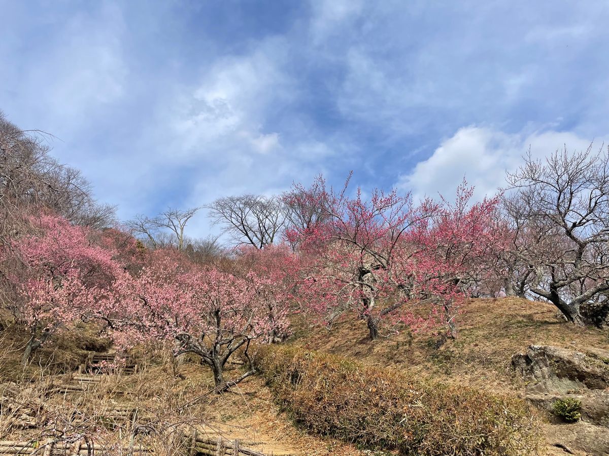 筑波山神社の近くにある梅林へ。まだ梅は咲き始め。今週末から梅まつりが始まる...