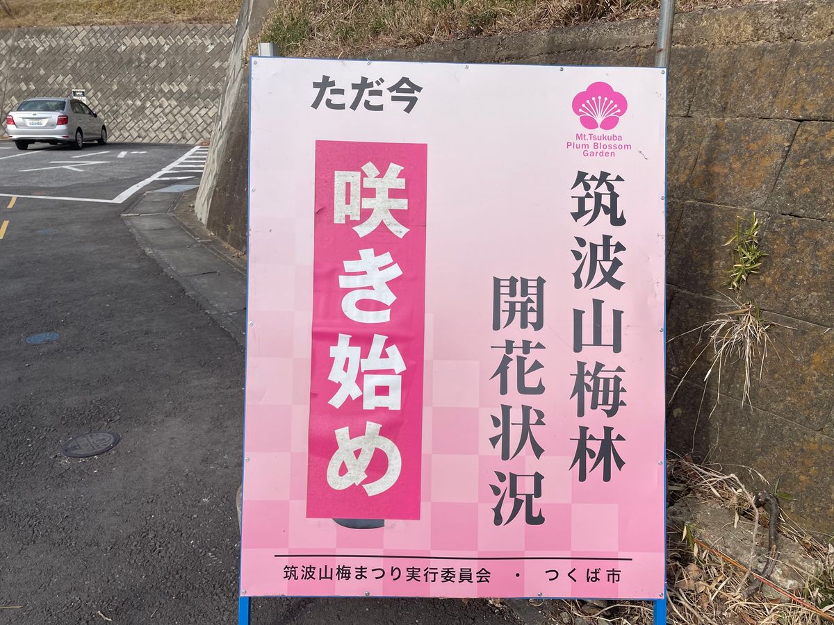筑波山神社の近くにある梅林へ。まだ梅は咲き始め。今週末から梅まつりが始まる...