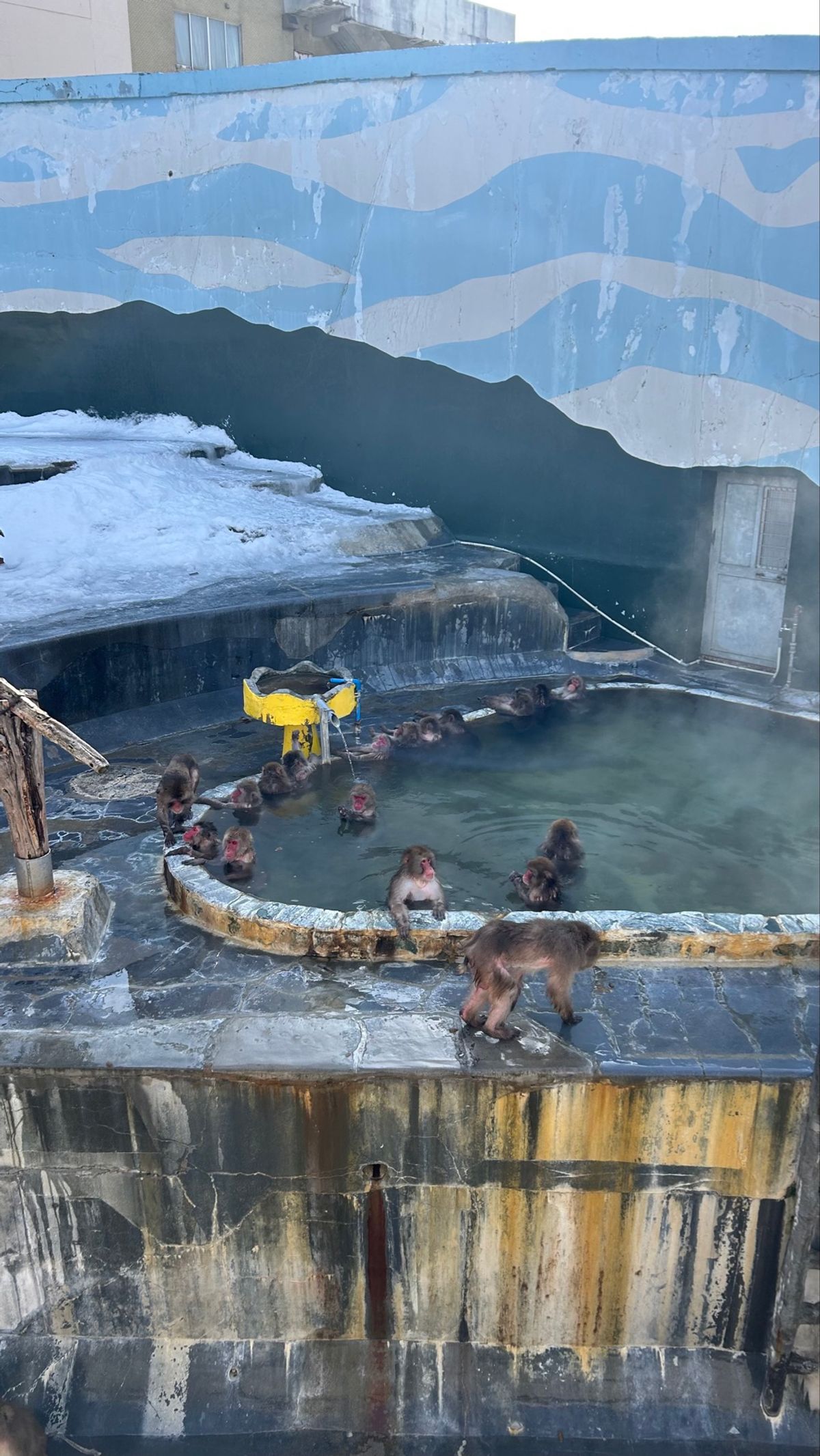 その後は大移動して、函館熱帯植物園へ
湯に浸かるお猿さん🐒を見に🙌
仕事の...