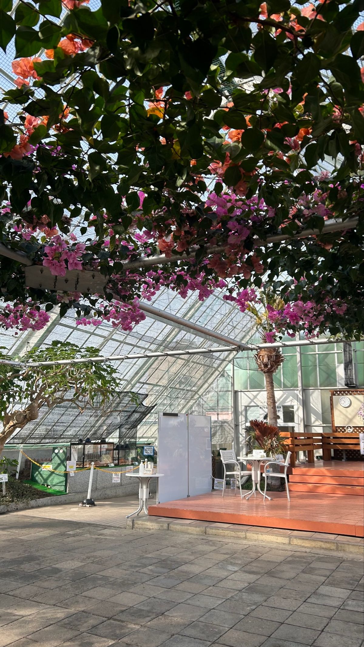 その後は大移動して、函館熱帯植物園へ
湯に浸かるお猿さん🐒を見に🙌
仕事の...