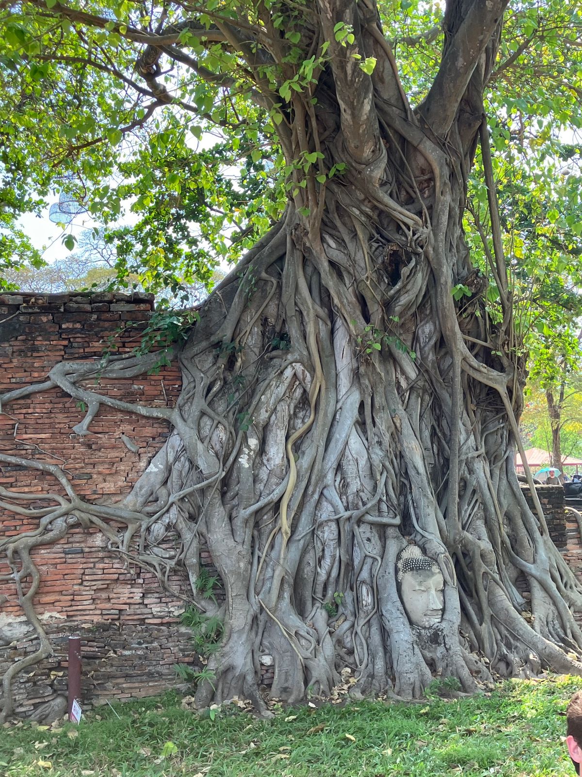 アユタヤの遺跡

アユタヤまでは電車で移動。
エアコンが無いのと1時間くら...