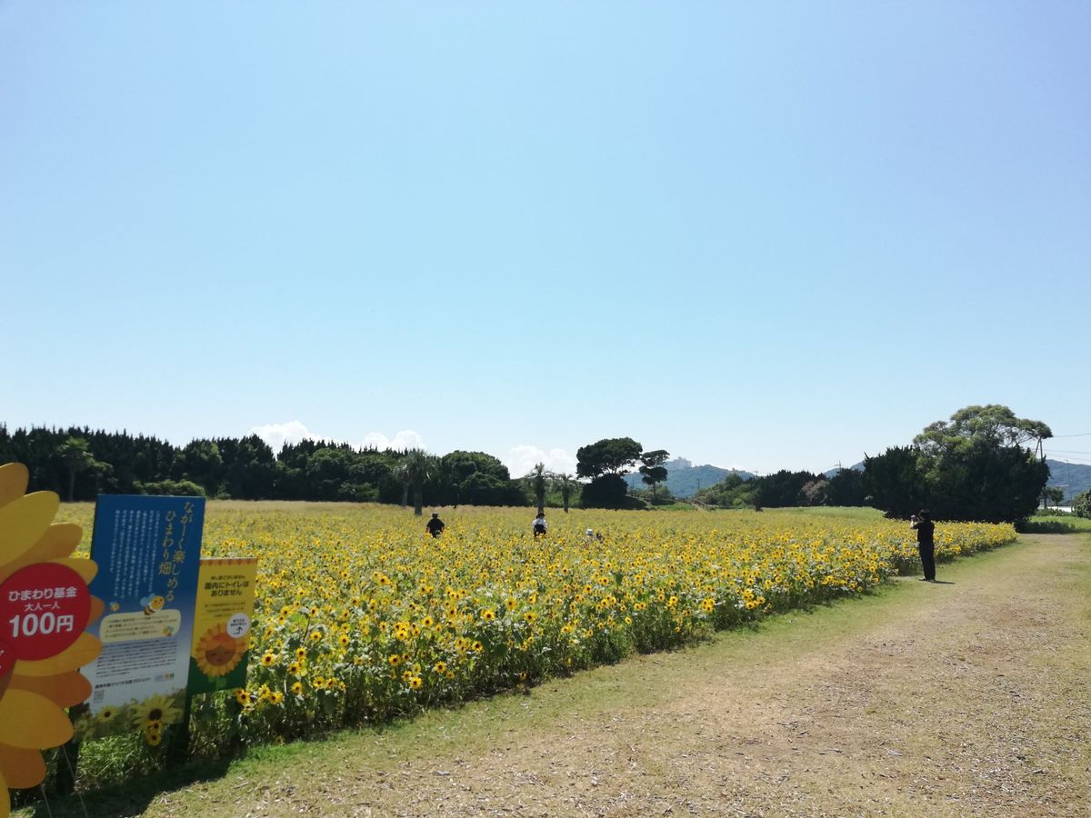 渥美半島の42号線沿いには、広ーいお花畑があります。春は菜の花、夏はヒマワ...