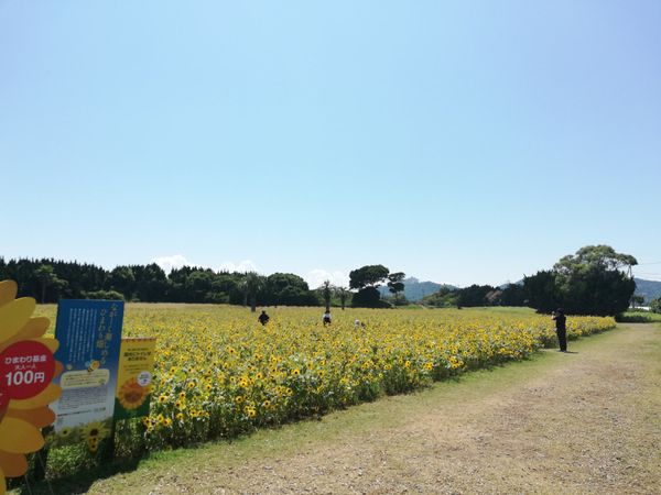 日本・愛知県「20250801渥美半島伊良湖岬旅行」の写真：渥美半島の42号線沿いには、広ーいお花畑...