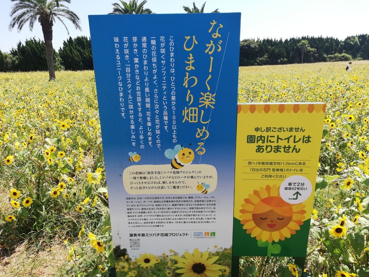 渥美半島の42号線沿いには、広ーいお花畑があります。春は菜の花、夏はヒマワ...