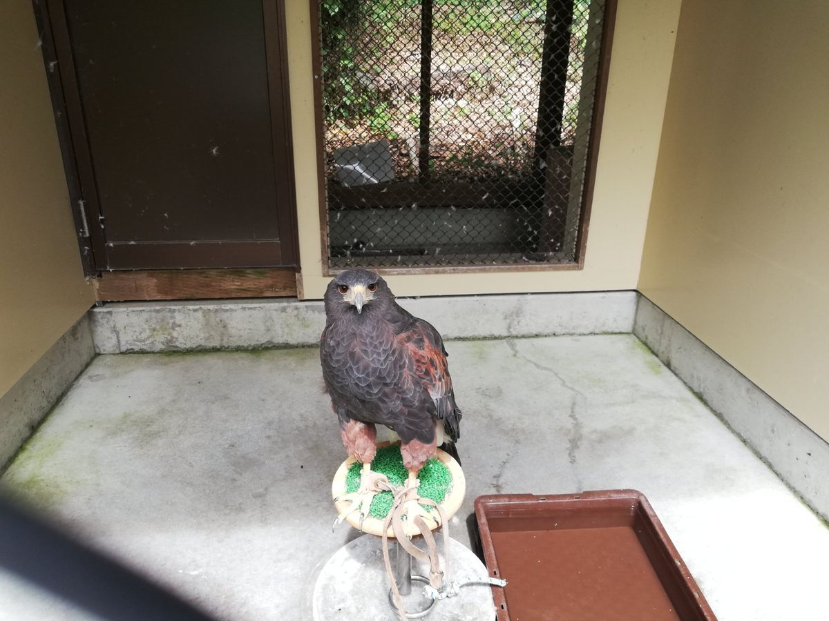 かわいいなぁ！！！！！！！！！！！
餌をもって腕を近づけてやると、食べに来...