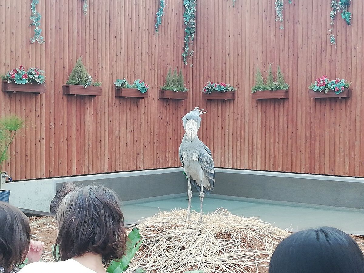 かわいいなぁ！！！！！！！！！！！
餌をもって腕を近づけてやると、食べに来...