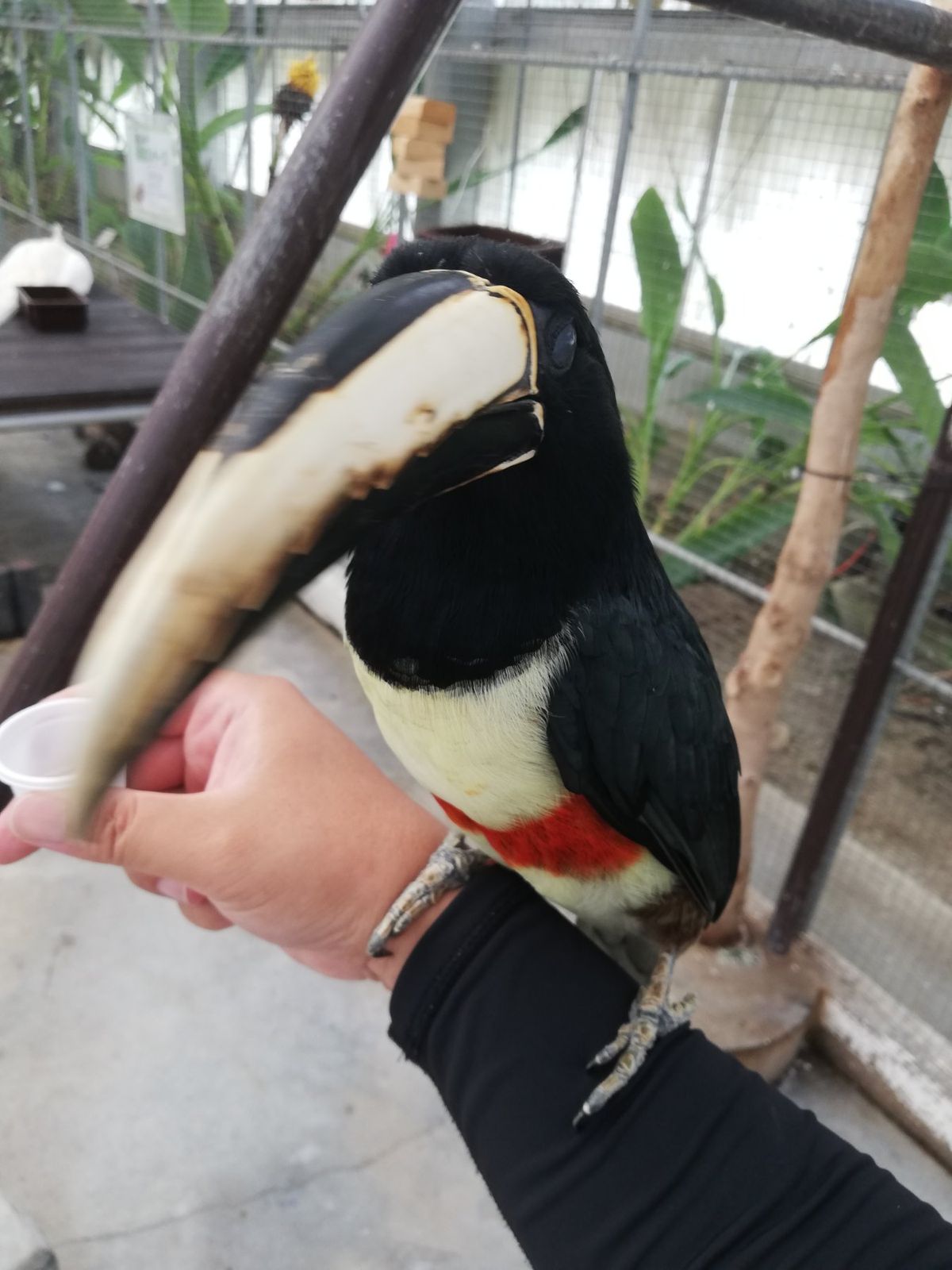 かわいいなぁ！！！！！！！！！！！
餌をもって腕を近づけてやると、食べに来...