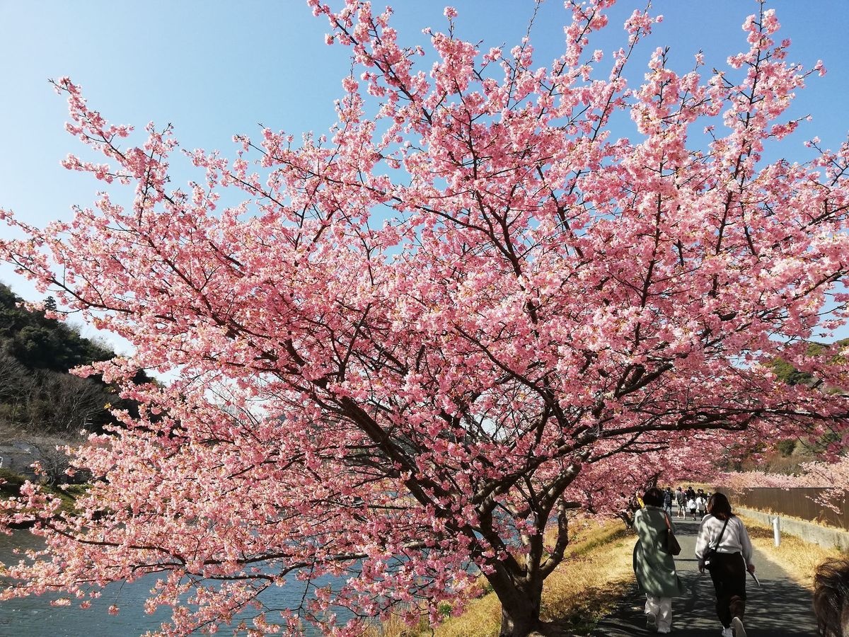 菜の花も河津桜もめちゃくちゃキレイです！！🌸
今日は観光日和だ！日頃の行い...
