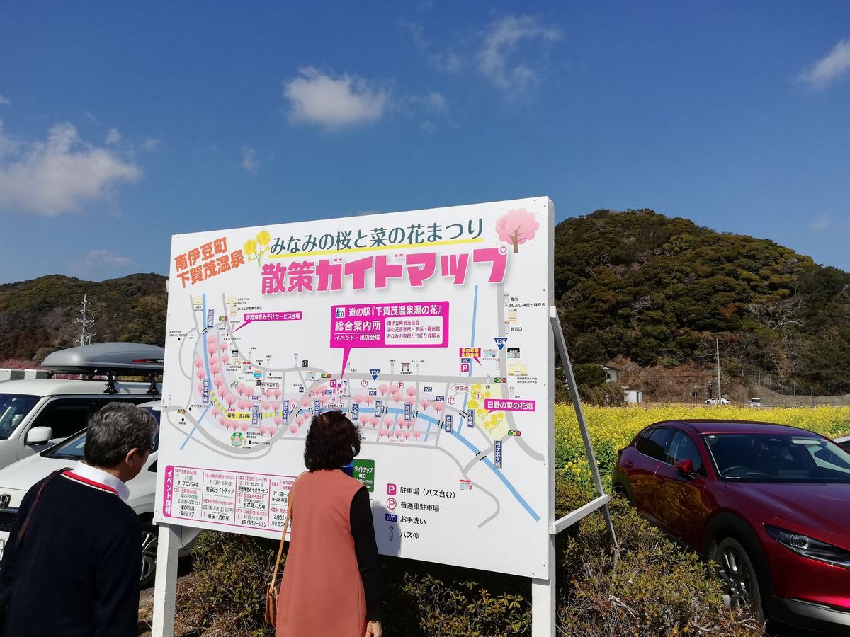 菜の花がめっちゃキレイです！！
下賀茂のみなみの桜と菜の花祭りにやって来ま...