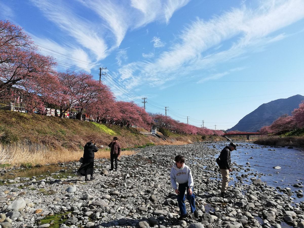 うわー！！！すごいきれい！！！！🌸🌸🌸