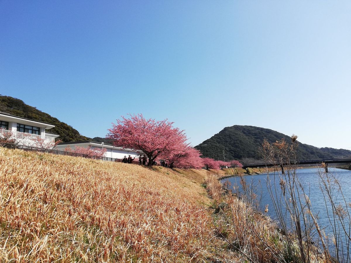 菜の花も河津桜もめちゃくちゃキレイです！！🌸
今日は観光日和だ！日頃の行い...